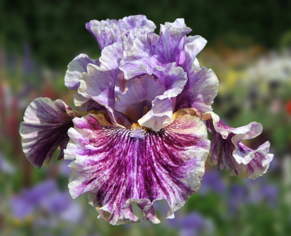 i-broke-it-mid-america-garden